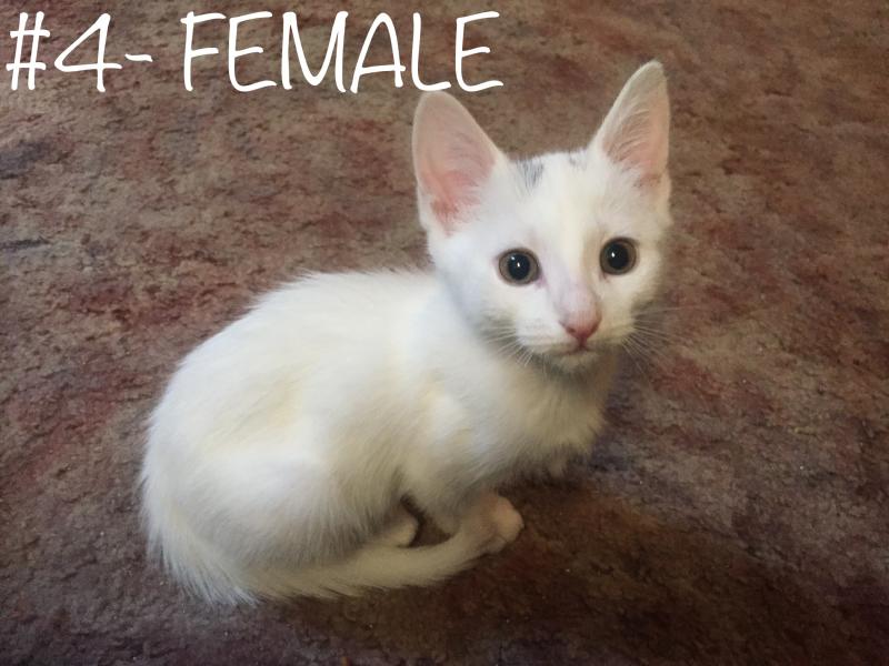 Bengal/Khao Manee Mix Kittens! Image eClassifieds4u