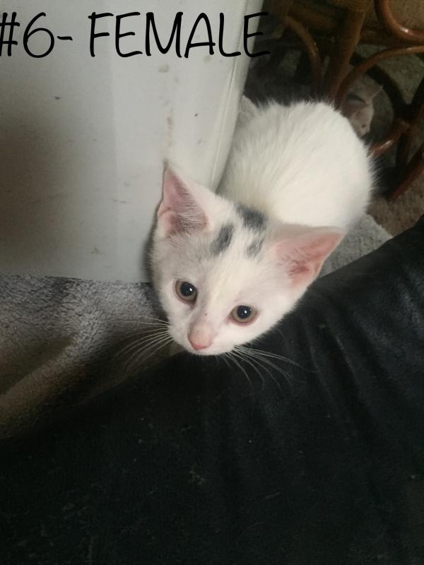 Bengal/Khao Manee Mix Kittens! Image eClassifieds4u