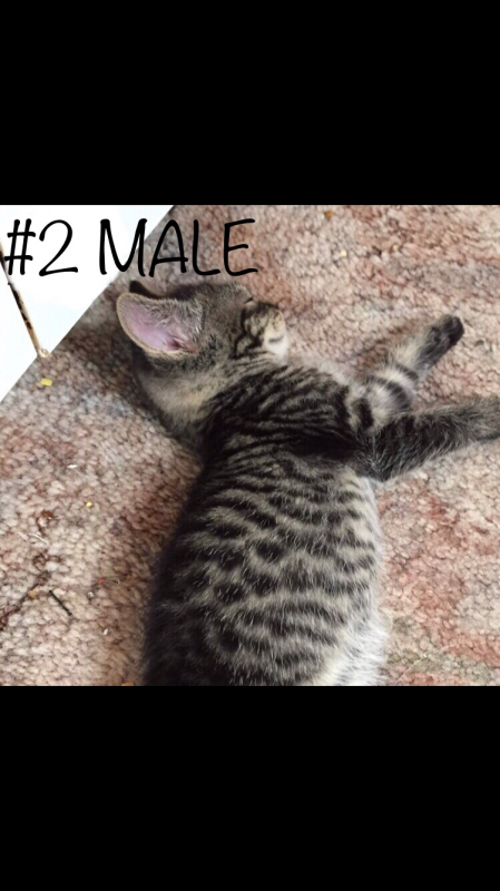 Bengal/Khao Manee Mix Kittens! Image eClassifieds4u