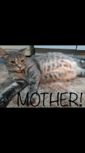 Bengal/Khao Manee Mix Kittens! Image eClassifieds4u 3