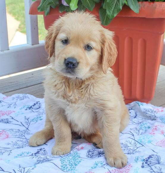 Golden Retriever Puppies Image eClassifieds4u