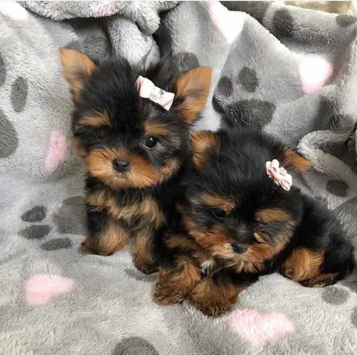 Teacup Yorkie puppies Image eClassifieds4u