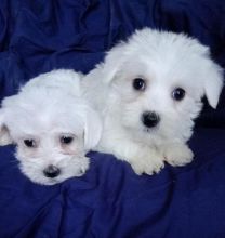Maltese Puppies for adoption