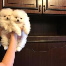 Pomeranian puppies for adoption