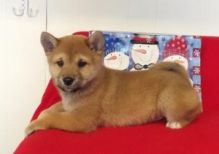 Registered Shiba Inus for New Homes.