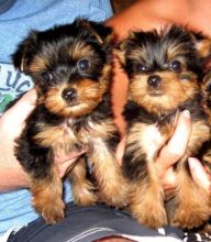 Yorkie Terrier Puppies for adoption