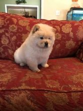 Chow Chow Puppies For Adoption