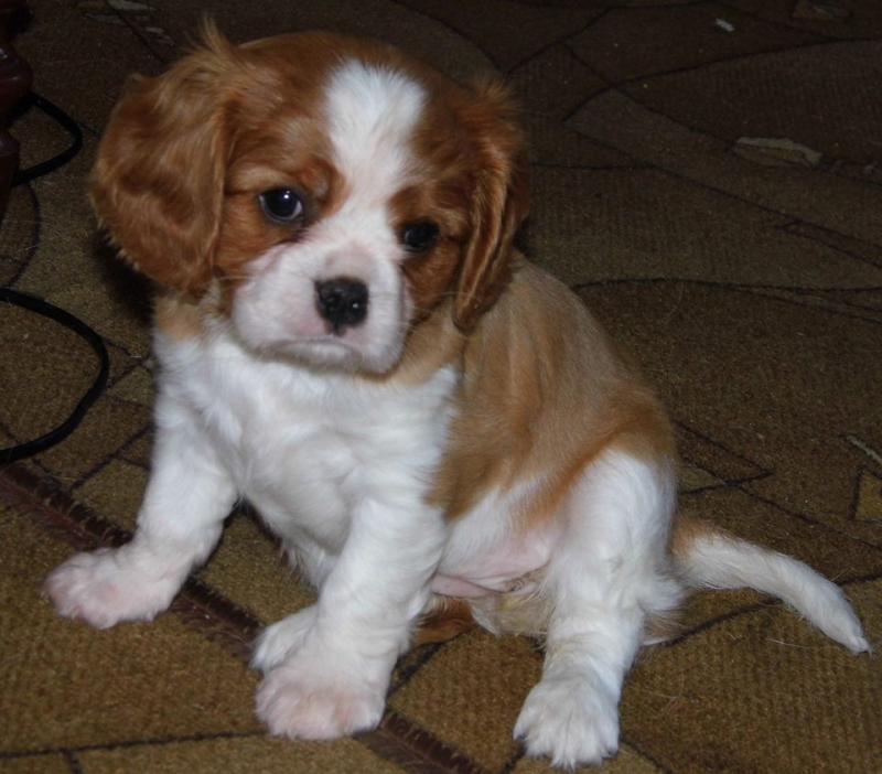 Cavalier King Charles Spaniel Puppies For Adoption Image eClassifieds4u