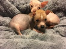 Chinese Crested Dog Puppies For Adoption Image eClassifieds4U