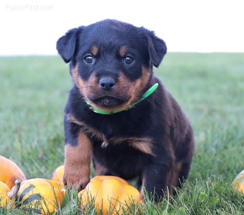 Beautiful Rottweiler Puppies Image eClassifieds4u