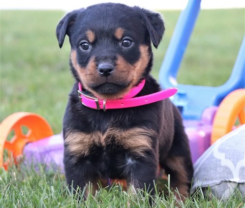 Beautiful Rottweiler Puppies Image eClassifieds4u