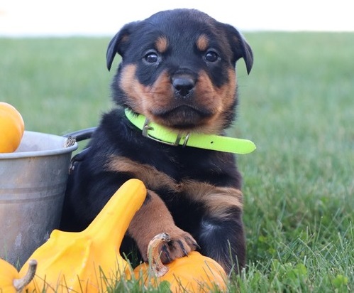 Beautiful Rottweiler Puppies Image eClassifieds4u