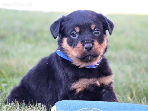 Beautiful Rottweiler Puppies Image eClassifieds4u