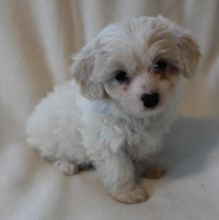 Cavachon Puppies Designer Breed Available Now