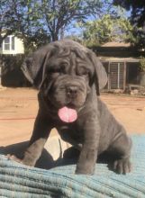 Neapolitan Mastiff Puppies Purebred For Adoption