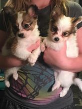 Papillon Puppies Health Checked For Loving And Caring Homes
