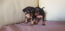 Russian Toy Terrier Puppies CKC Registered