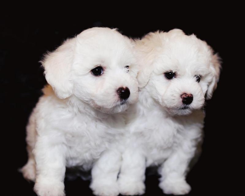 Bichon Frise Beautiful Puppies For Adoption Image eClassifieds4u