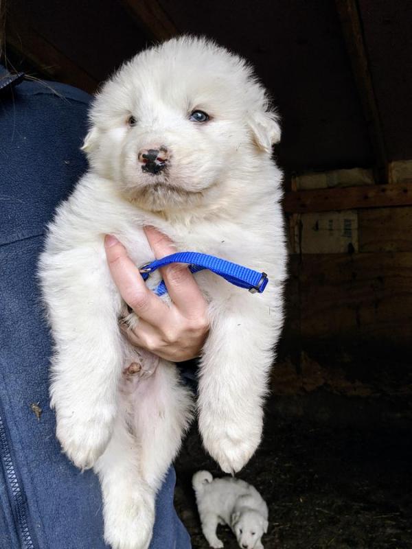 Great Pyrenees Puppies Looking For Forever Homes Image eClassifieds4u