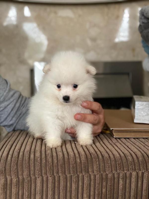 Japanese Spitz Puppies Health Tested For Adoption Image eClassifieds4u