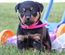 Beautiful Rottweiler Puppies Image eClassifieds4u 2