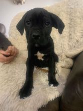 Cane Corso Puppies Fully Vaccinated For Rehoming Image eClassifieds4U