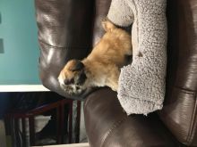 Lhasa Apso Teddy Bear Puppies Ready To Move Image eClassifieds4U