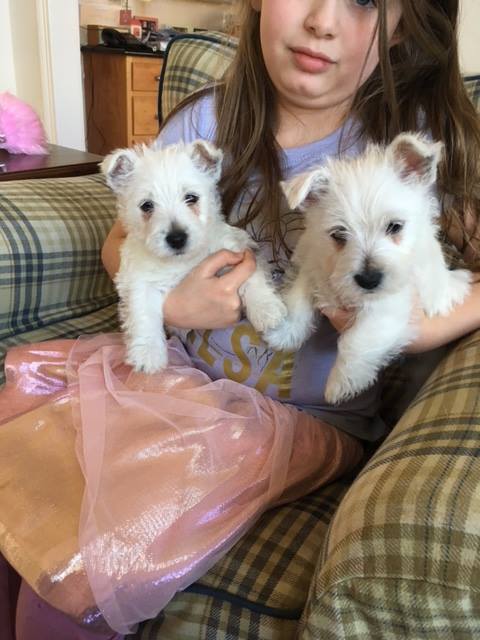 West Highland Terrier Puppies Health Proven Image eClassifieds4u