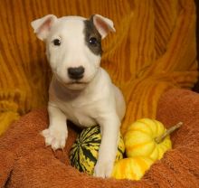 Bull Terrier Puppies For Adoption