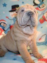 Chinese Shar Pei Puppies For Adoption