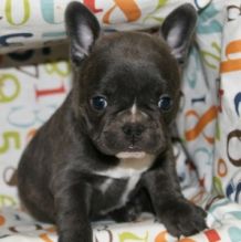 CKC quality French Bulldog Puppy for free adoption!!!