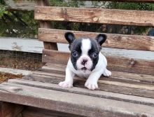 Cute and lovely trained French Bulldog puppies.