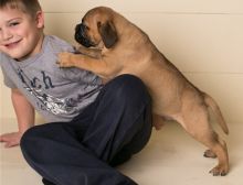 Cute male and female Bull mastiff puppies