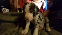 Great Dane Puppies For Adoption