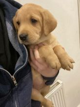 Labrador Retriever Puppies For Adoption