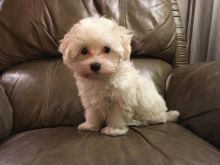 Maltese Puppies For Adoption