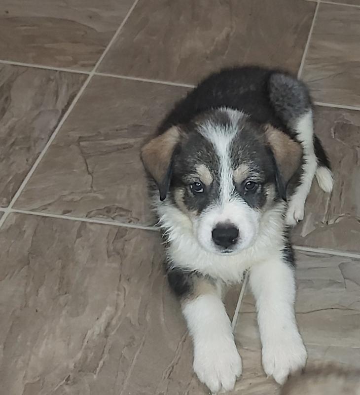 10 timberwolf husky mix pups Image eClassifieds4u