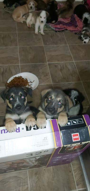 10 timberwolf husky mix pups Image eClassifieds4u