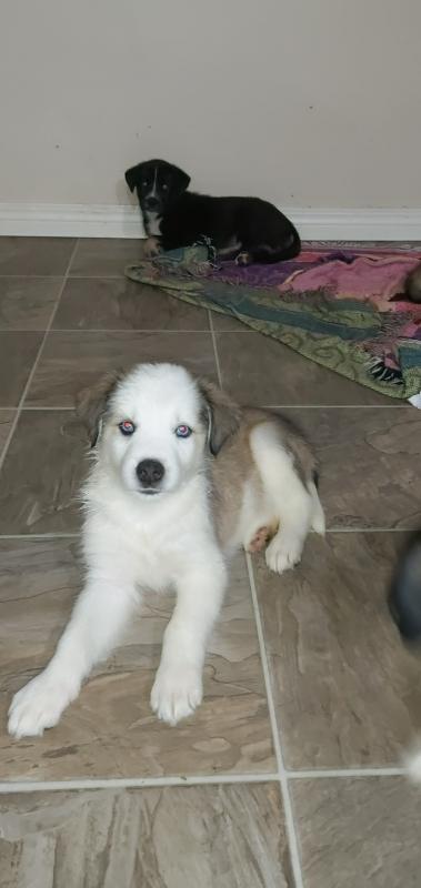 10 timberwolf husky mix pups Image eClassifieds4u