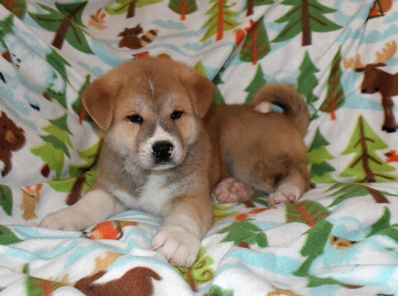 Akita Inu Puppies For Adoption Image eClassifieds4u