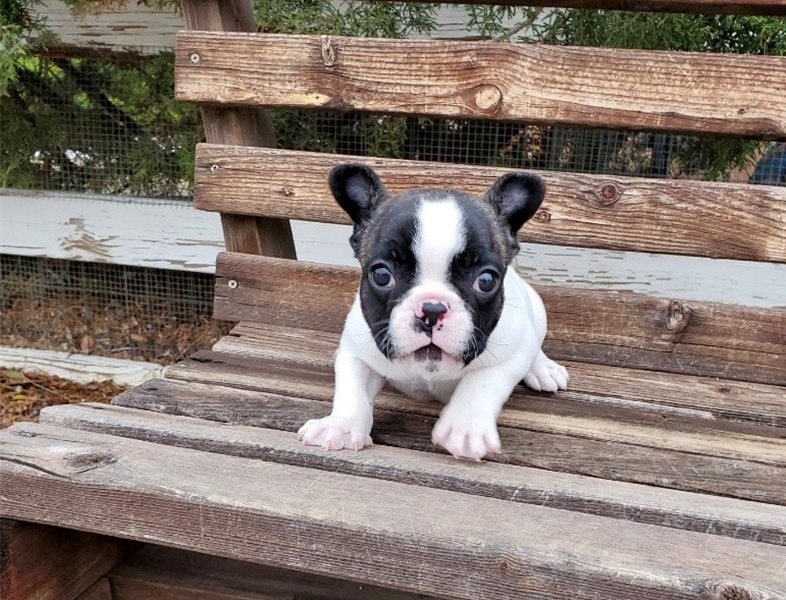 Cute and lovely trained French Bulldog puppies. Image eClassifieds4u