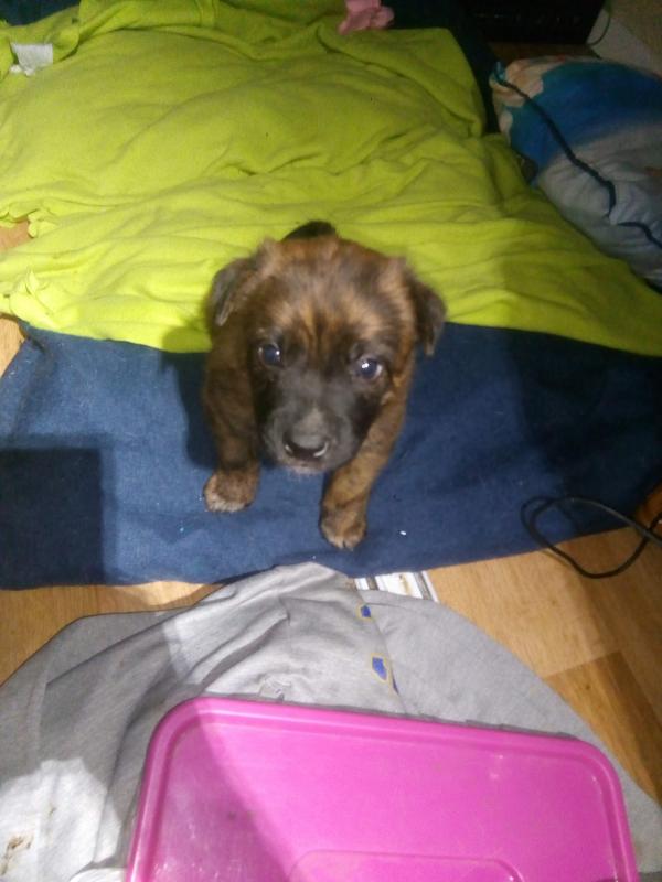 Heeler pups ready to go to homes Image eClassifieds4u