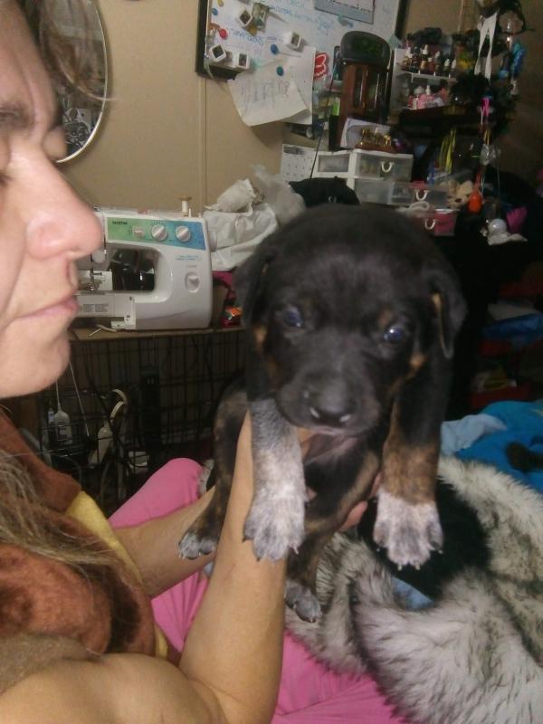 Heeler pups ready to go to homes Image eClassifieds4u