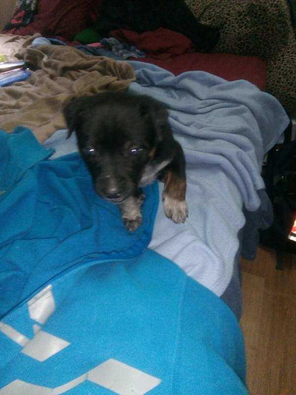 Heeler pups ready to go to homes Image eClassifieds4u