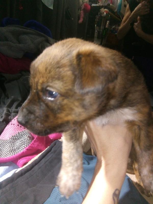 Heeler pups ready to go to homes Image eClassifieds4u