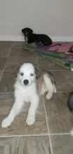 10 timberwolf husky mix pups Image eClassifieds4u 3