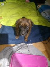 Heeler pups ready to go to homes Image eClassifieds4u 2