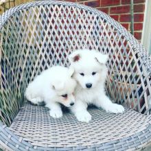 Samoyed Puppies For Adoption