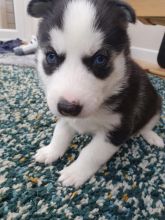 Siberian Husky Puppies For Adoption