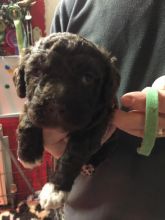 Spanish Water Dogs For Adoption